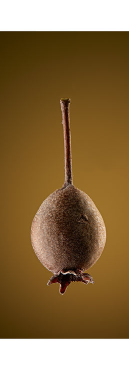 Callery Pear / Bradford Pear (Pyrus Calleryana)