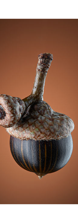 Southern Red OakAc orn (Quercus Falcata)