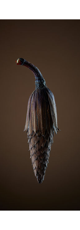 Tulip Tree Seed Cone (Liriodendron Tulipifera) 