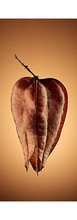 Golden Rain Tree (Koelreuteria Paniculata)