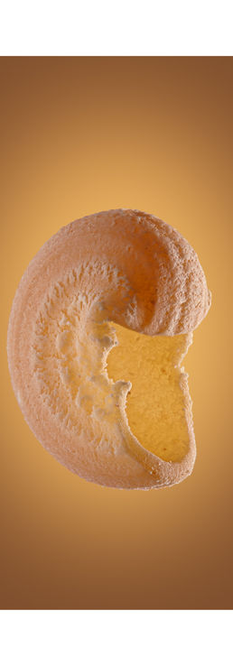 Conchiglie