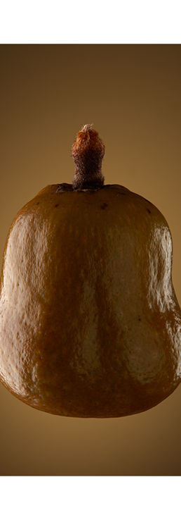 Lala Palm (Hyphaene Coriacea)