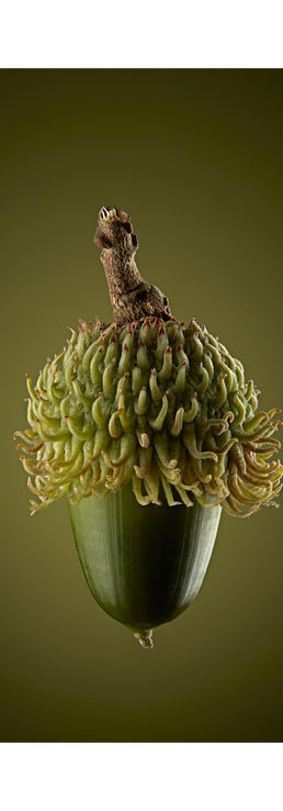 Sawtooth Oak (Quercus Acutissima)