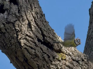 The Ash Dieback and how you can help.