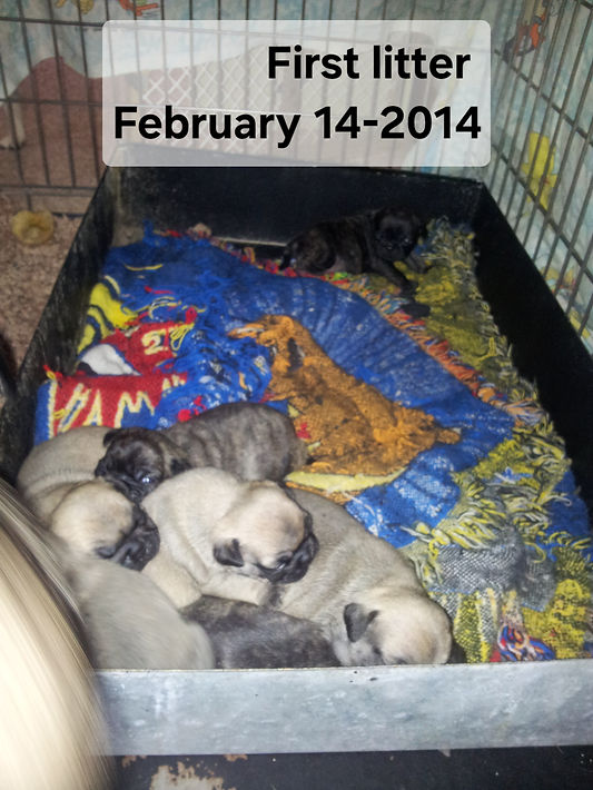 OsaFrank litter2-14-14.jpg