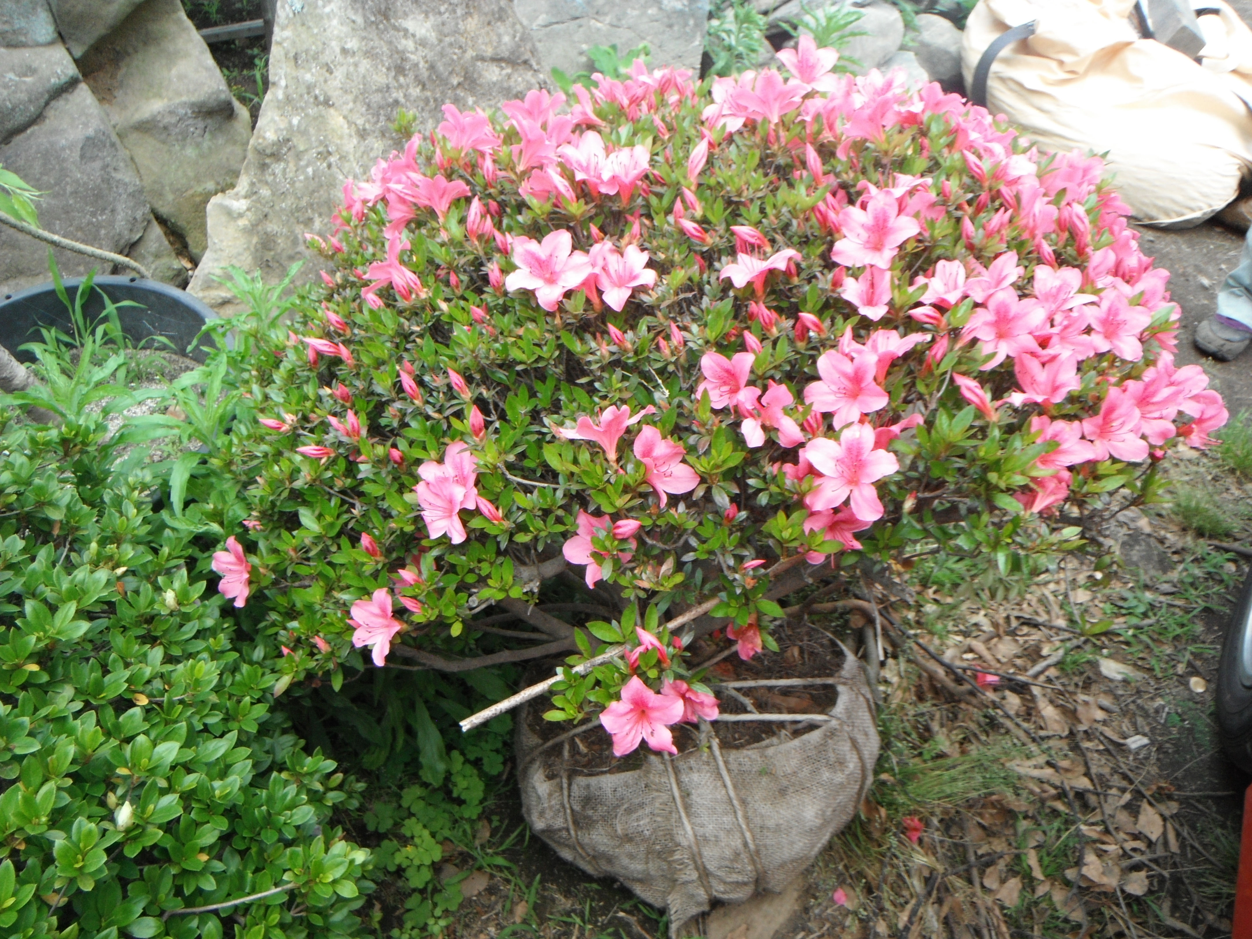 サツキ　（おおさかづき　玉造り）