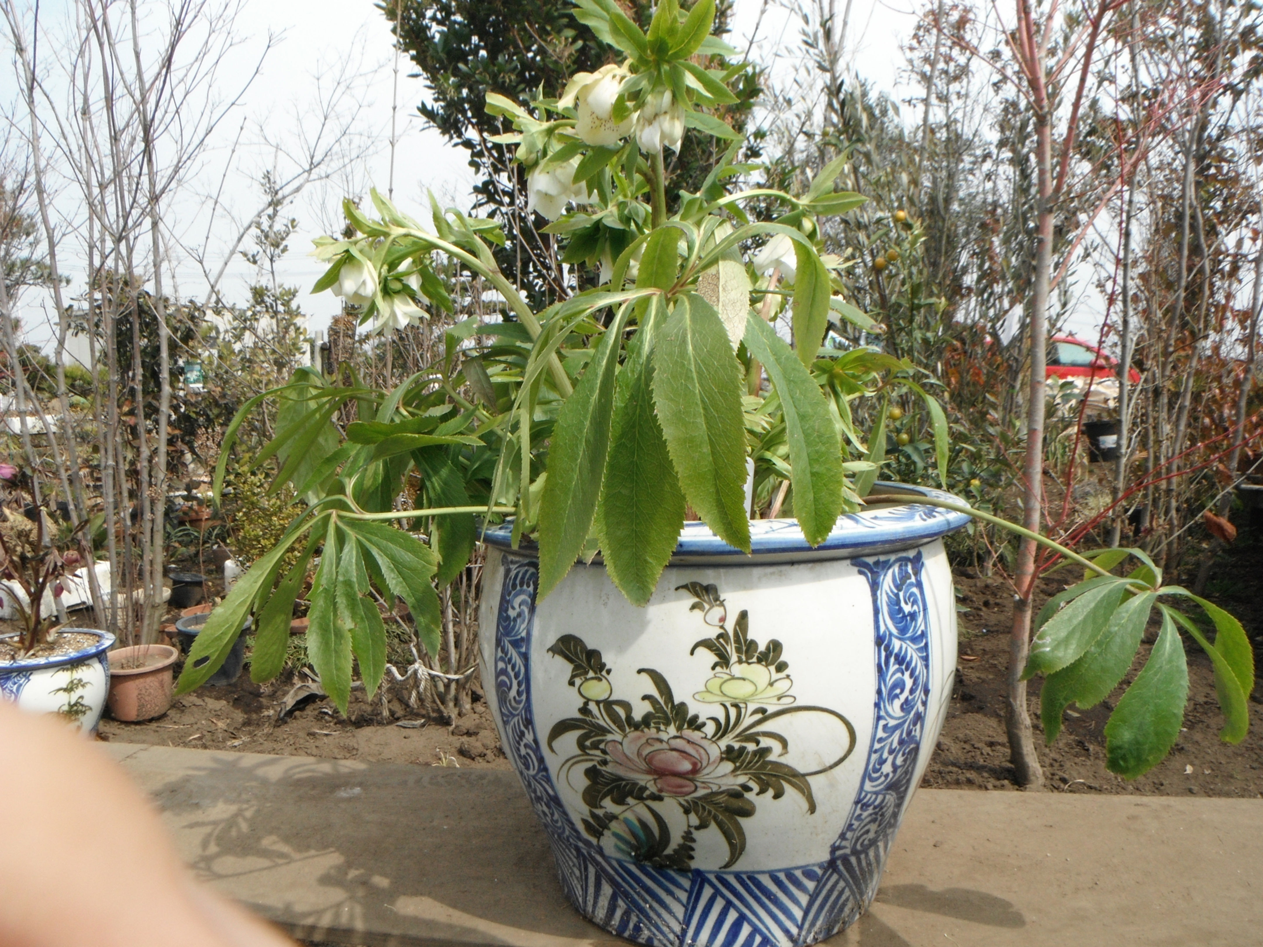 クリスマスローズｃ-３ (鉢入り)