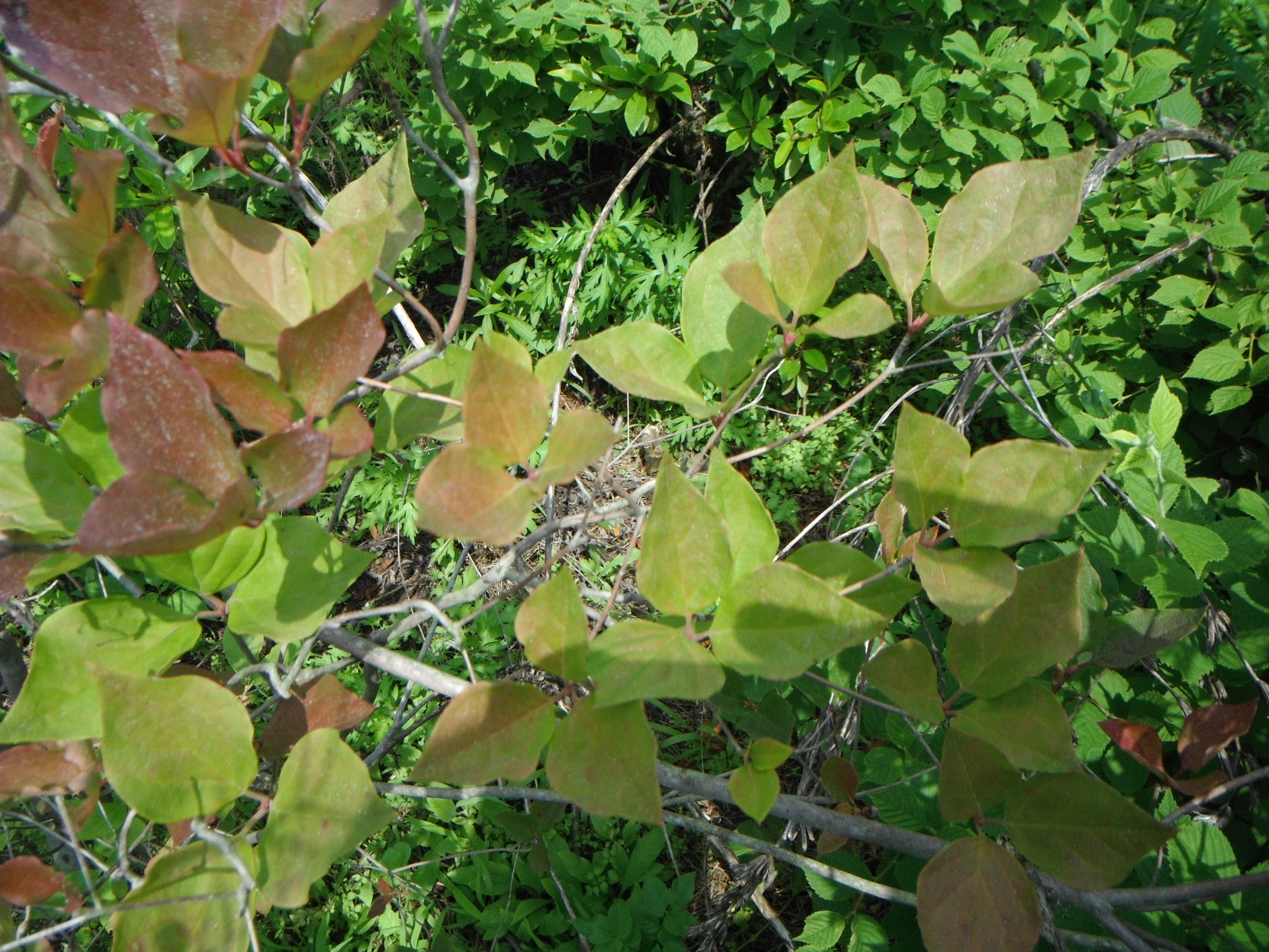 ミツバツツジ（各種）