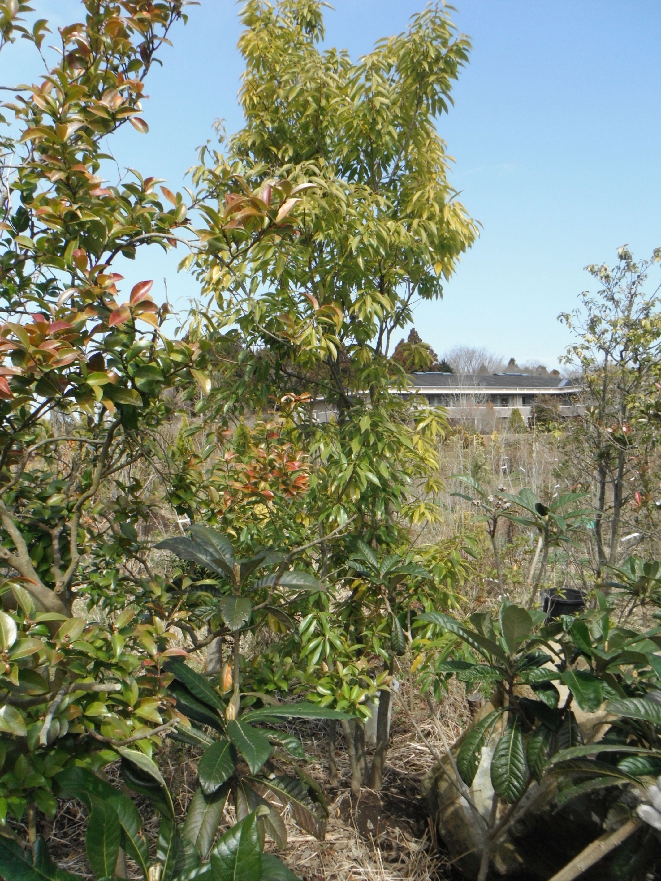 アラカシ 　（株立ち）