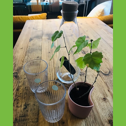 Wasserkaraffe mit Kohlefilter