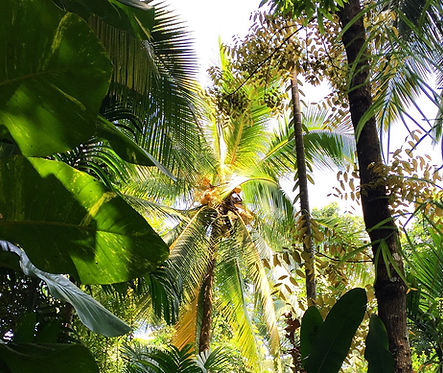 ayurveda sri lanka.jpg