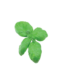 Basilico
