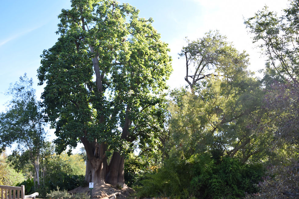 Field Trip to CSUFullerton Arboretum