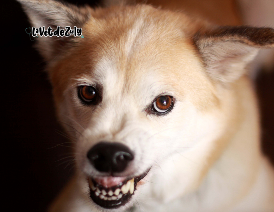 Los perros tienen dientes filosos y fuertes