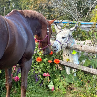 Sophie, retired Argentine polo pony, with Poe in the garden at Hands for Healing Equine
