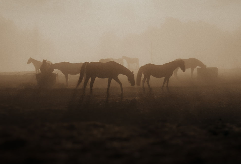 Equines in the mist.