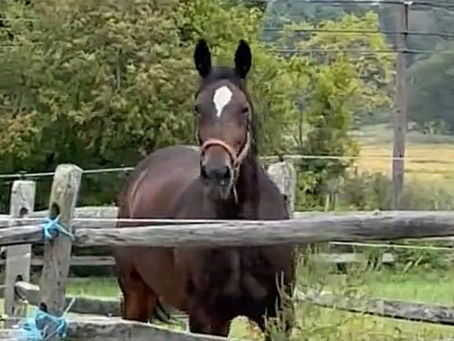 The Equine Superpower: Horses can Smell what you're Feeling