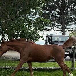 Introducing Sophie, our elegant 20-year-old Argentinian thoroughbred and retired polo pony! 