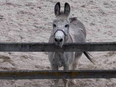 Poe the donkey is smart and discerning, not stubborn!