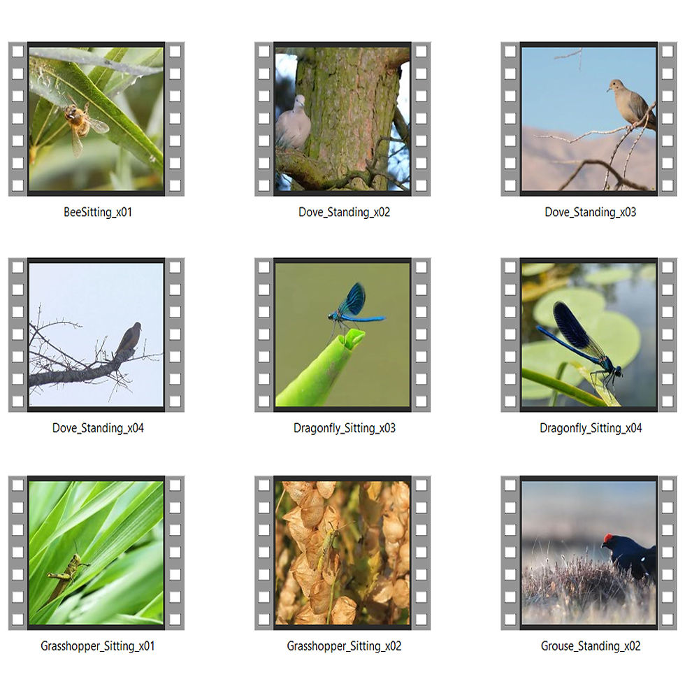 Thumbnail: Birds and Bees 2026 Pack