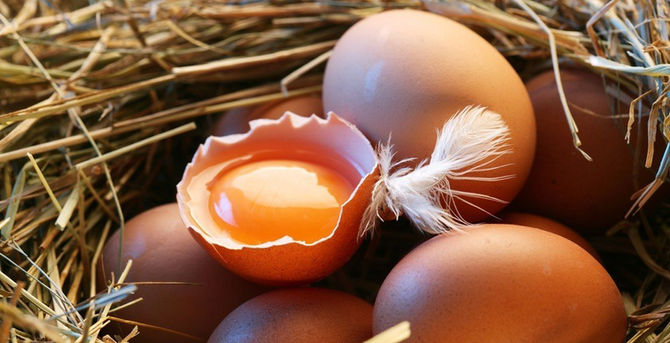 Free range eggs vs caged eggs – What’s the Difference?