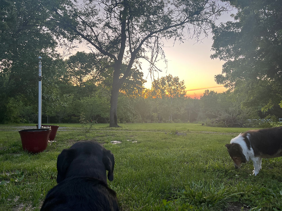 Two dogs watching sunset in backyard
