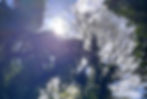 tree_silhouettes_edited.jpg