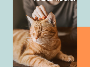 Certains disent que les chats se moquent de leurs humains... Vraiment?