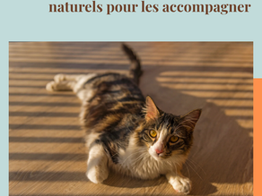 Chats et canicule: les gestes naturels pour les accompagner