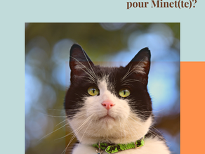 Et si le collier n'était pas un gage de sécurité mais un risque silencieux pour Minet(te)?