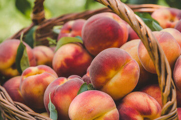 Thumbnail: FRUITS
