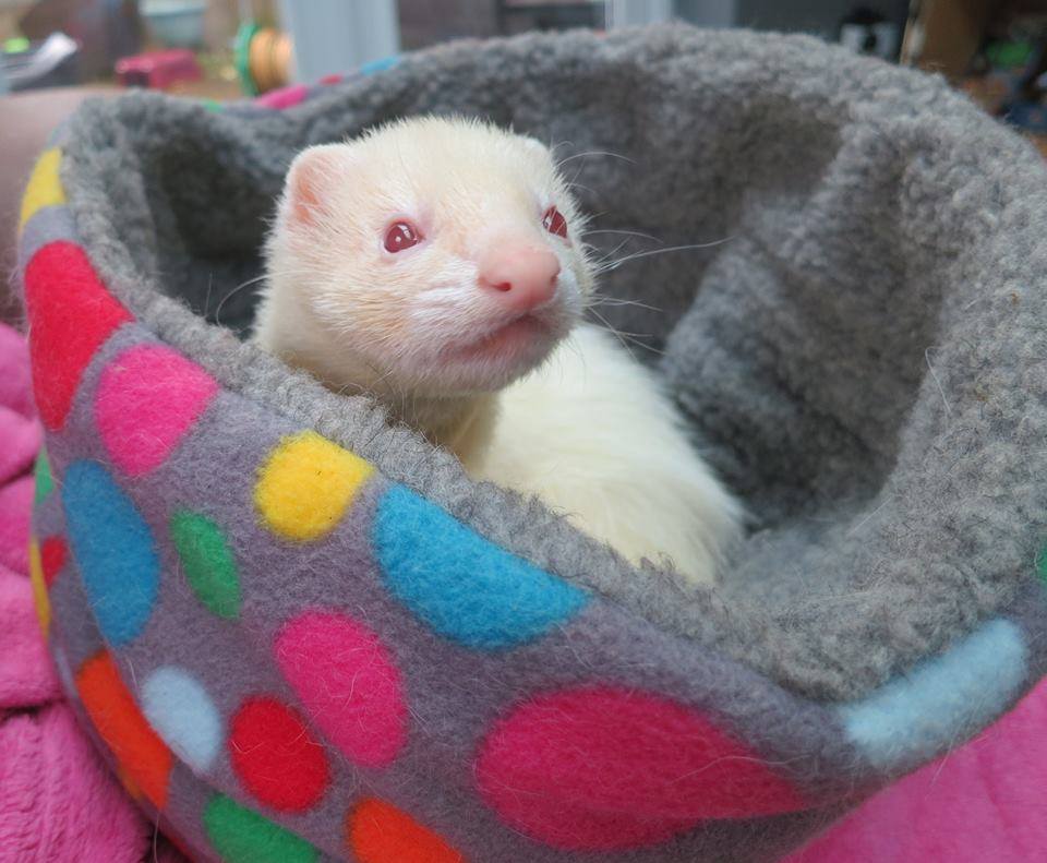 Ferret bedding by jules Reviews