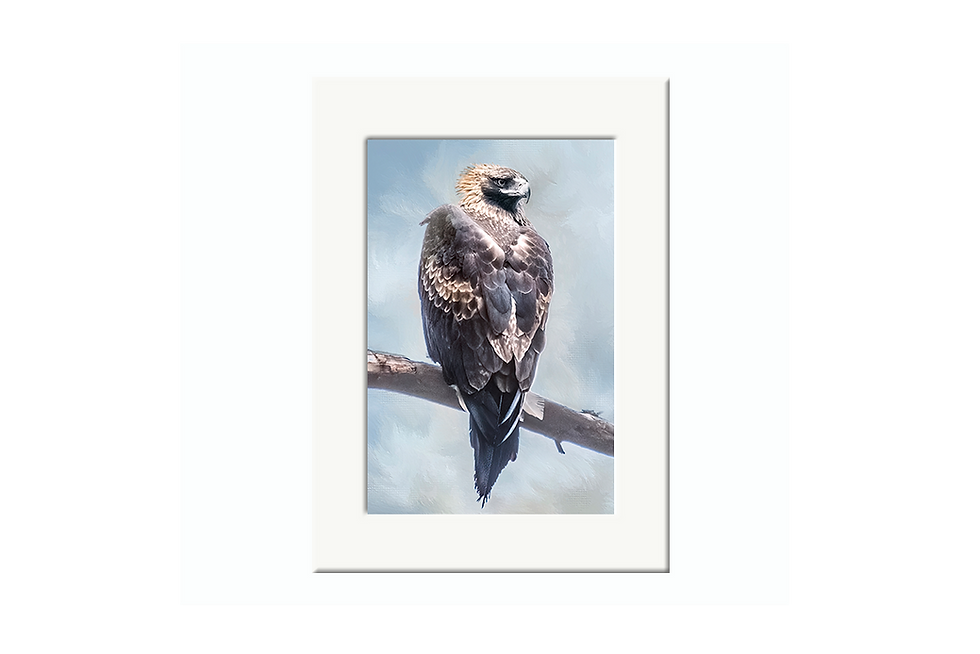 Mounted Fine Art Print - Wedge-tailed Eagle