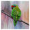 Thumbnail: Acrylic Block - Musk Lorikeet