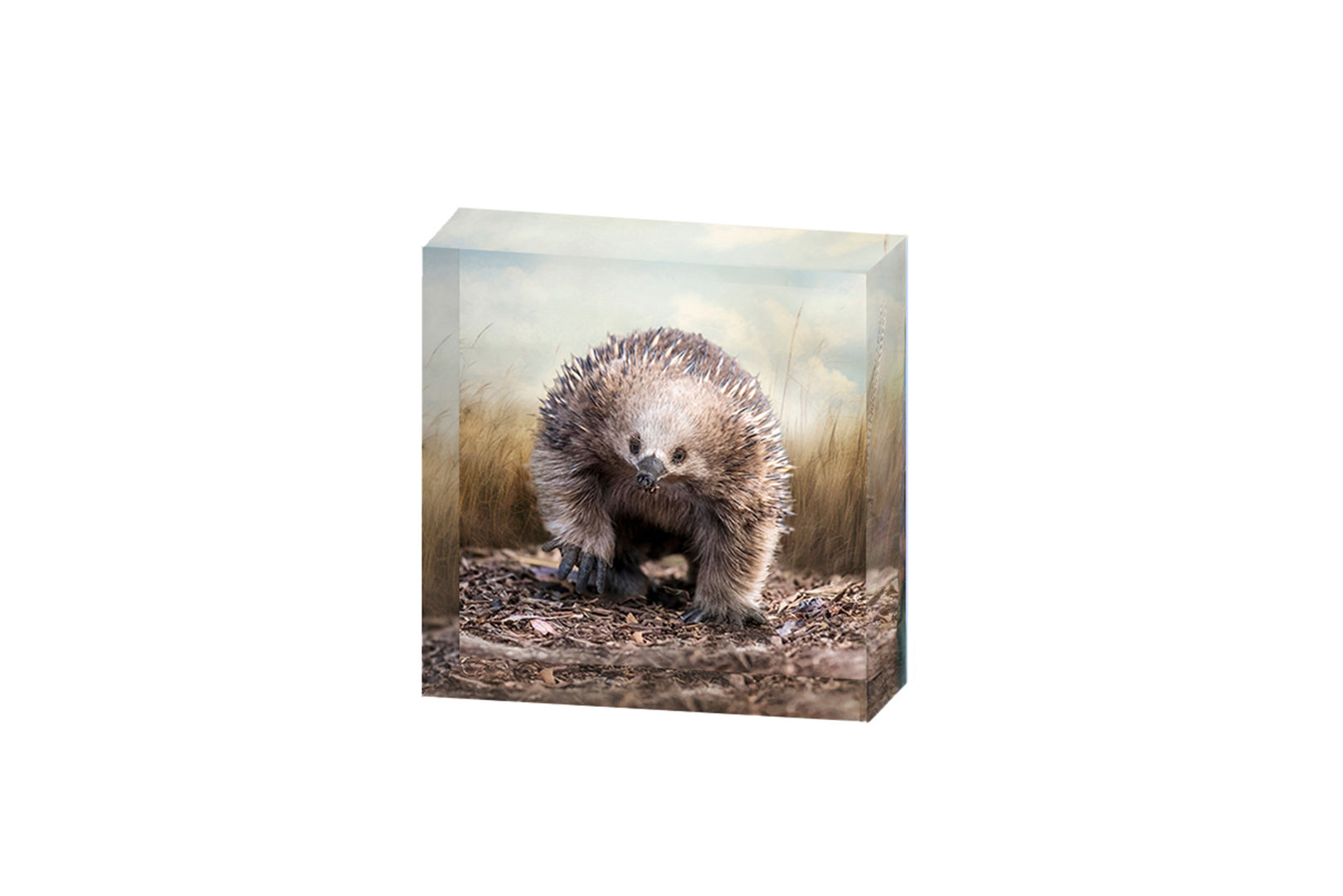Acrylic Block - Rex - Echidna
