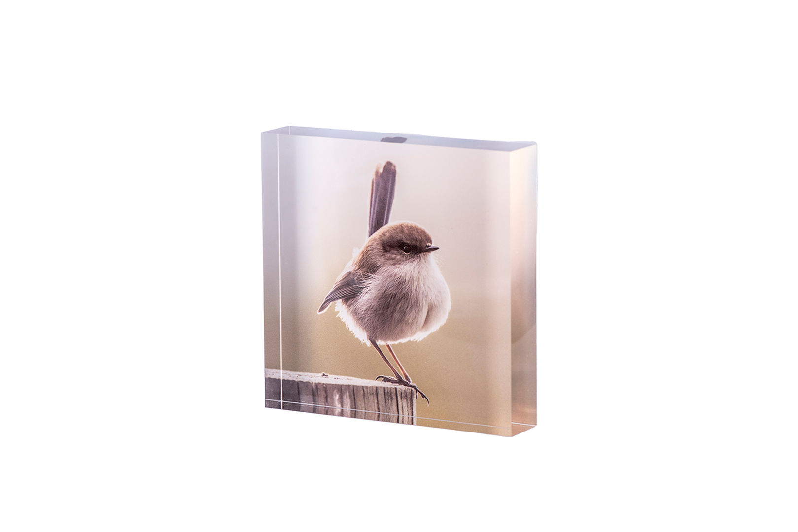 Acrylic Blocks - Superb Fairywrens