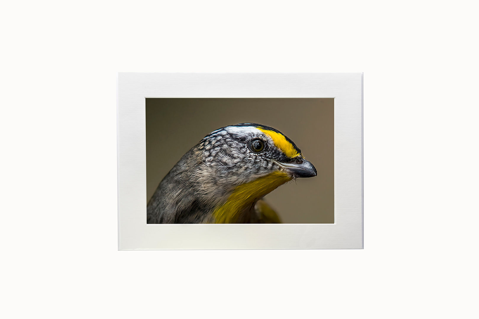 Mounted Fine Art Print - Striated Pardalote