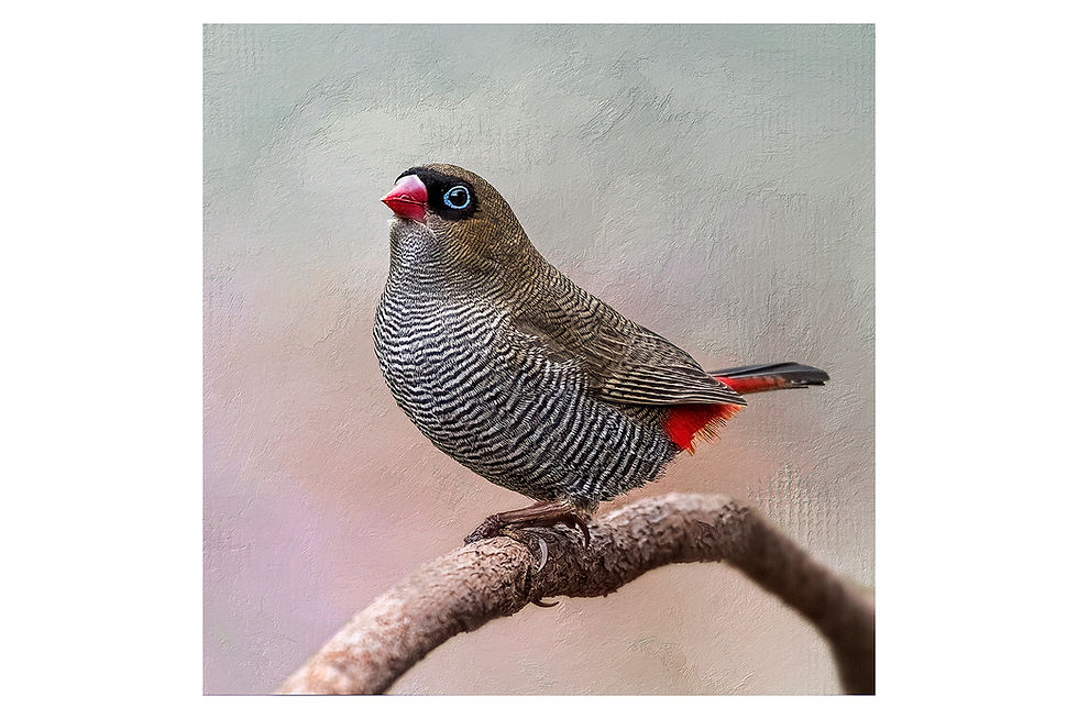 Thumbnail: Acrylic Blocks - Beautiful Firetails