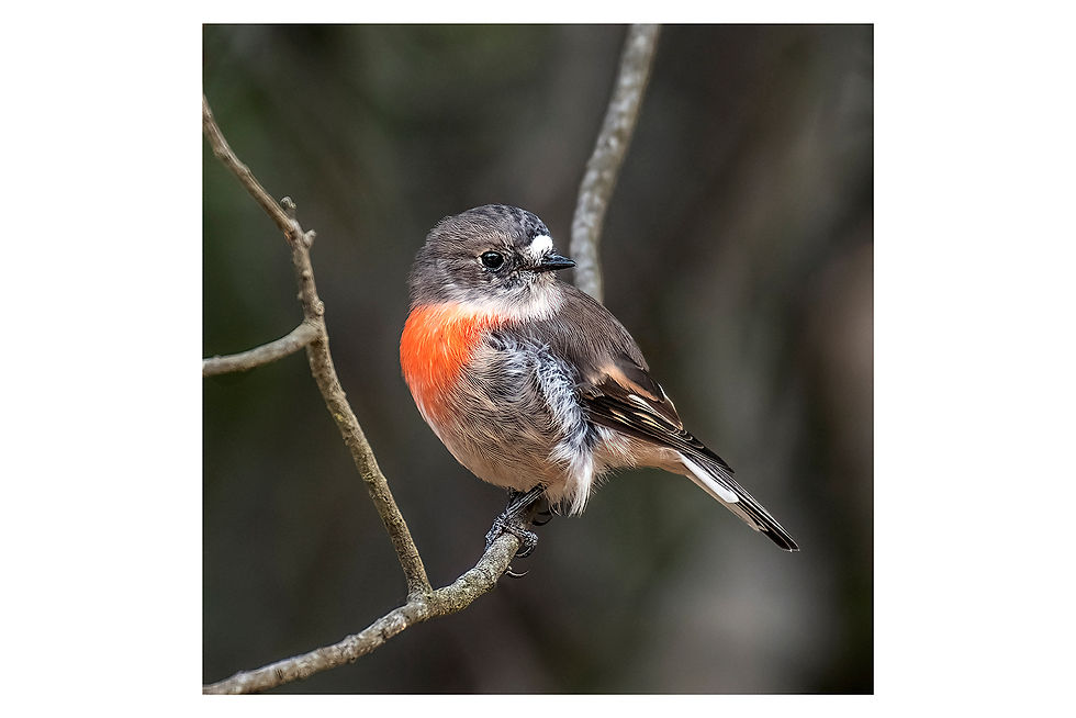 Thumbnail: Acrylic Blocks - Scarlet Robins