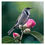 Thumbnail: Acrylic Blocks - Crescent Honeyeaters