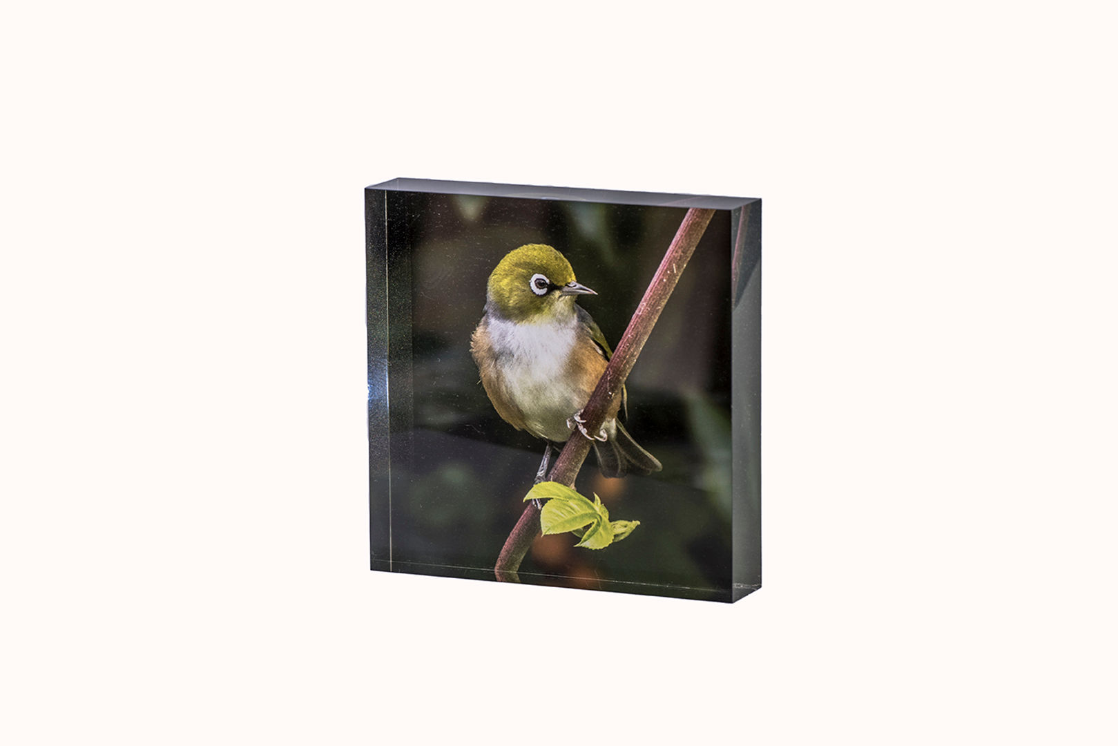 Acrylic Block - Silvereye