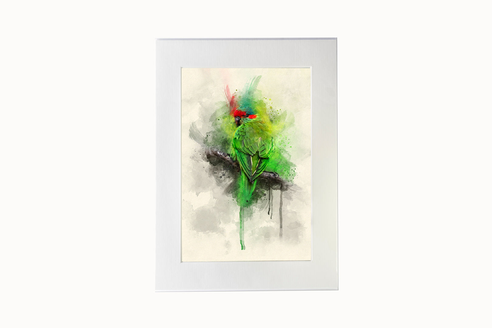 Mounted Fine Art Watercolour Print - Musk Lorikeet