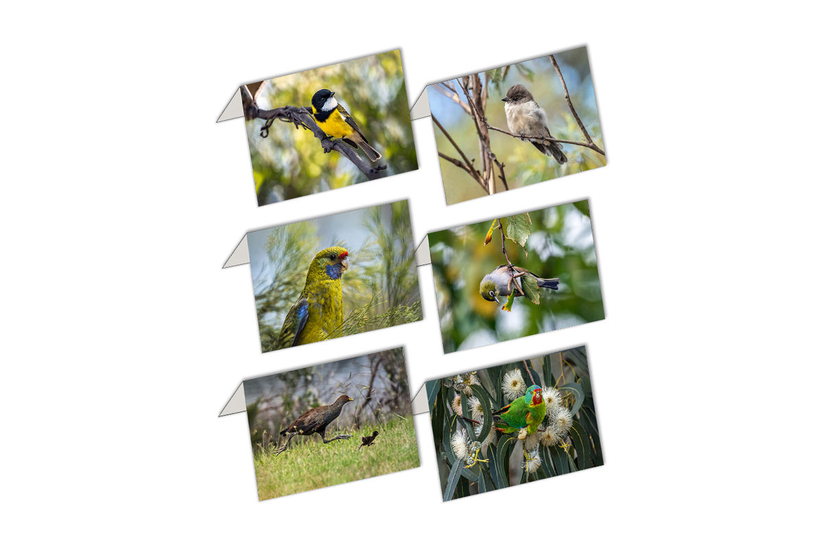 Tiny Cards:  BIRDS - 6 x 6 Pack Gift Cards