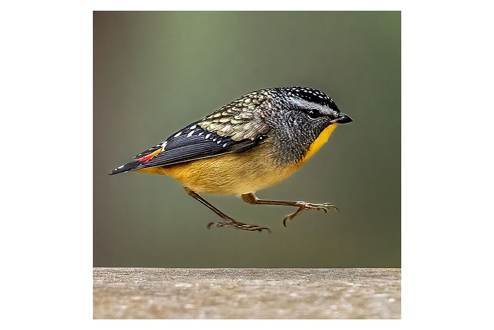 Thumbnail: Acrylic Blocks - Spotted Pardalotes