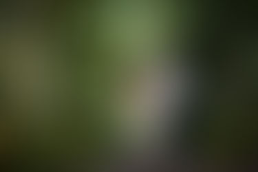 A gestação de Monica, a nova formação da família