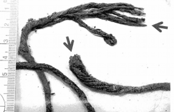 jenni crime scene fibers.png