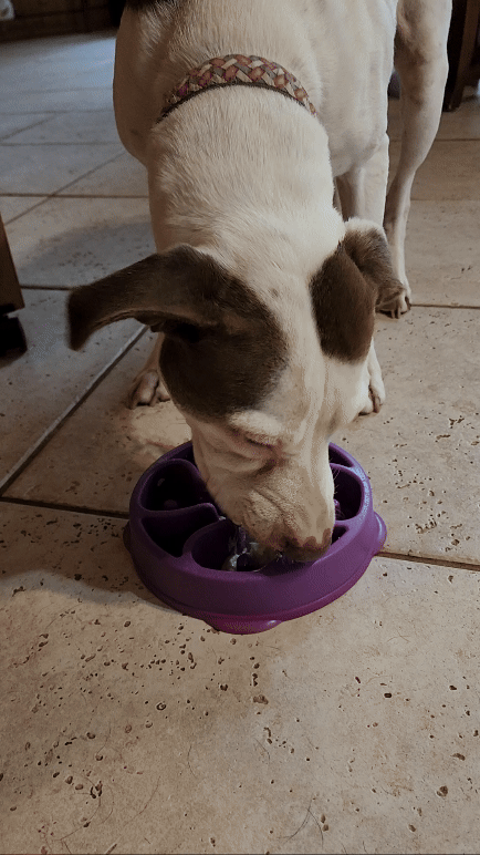 A white dog with brown ears is licking a purple dog dish sitting on a tile floor