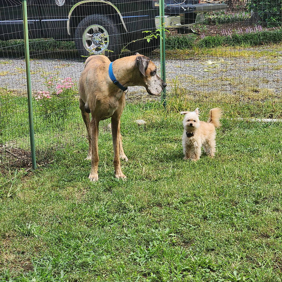 A large Great Dane and a small fluffy dog stand together in a grassy yard. The Great Dane, wearing a blue collar, looks to the side, while the small dog, with light-colored fur, has an alert expression and a wagging tail. Behind them is a wire fence and a black truck parked on a gravel driveway.