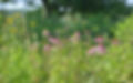 Aya at Hickory Hills Perseidsfest wildflowers.jpg