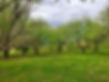 Sunset Aya in the Orchard 1 for web.JPG